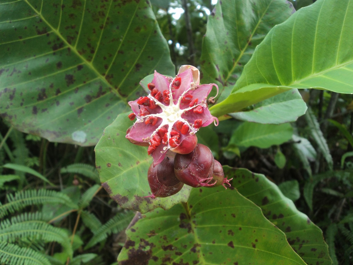 Dillenia suffruticosa (Griff.) Martelli